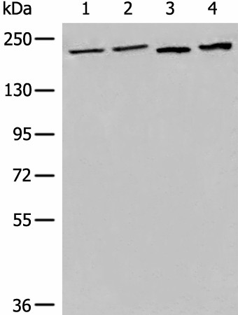 EEA1 Polyclonal Antibody (E-AB-19795)