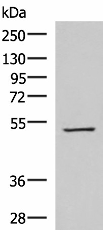 FDXR Polyclonal Antibody (E-AB-19061)