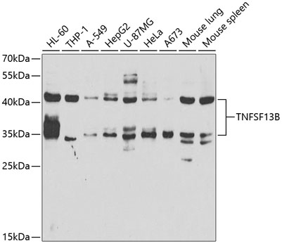 TNFSF13B Polyclonal Antibody (E-AB-61155)