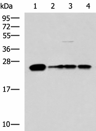 MMAB Polyclonal Antibody (E-AB-19194)