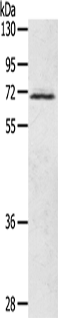 LTA4H Polyclonal Antibody (E-AB-15180)