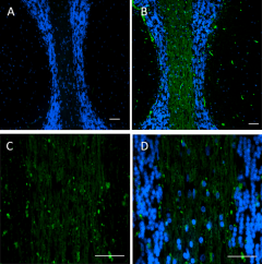 Alexa Fluor® 488 anti-Oligodendrocyte Marker O1 Antibody (607753)