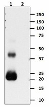 Purified anti-human IFN-β Antibody (514002)