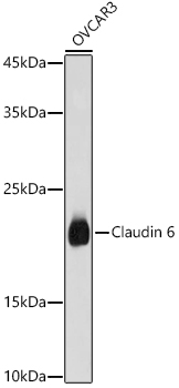 Claudin 6 Polyclonal Antibody (E-AB-92250)