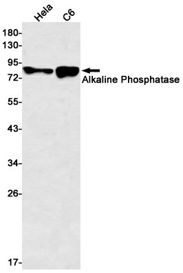 Recombinant Alkaline Phosphatase Monoclonal Antibody (E-AB-81527)