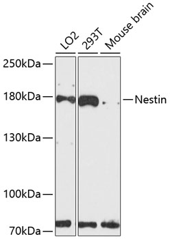 Nestin Polyclonal Antibody (E-AB-63599)