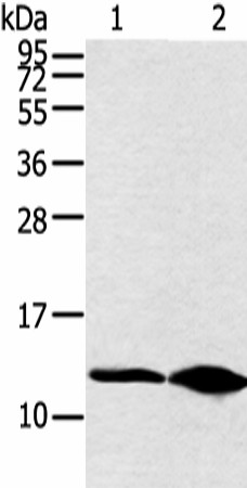 DYNLL2 Polyclonal Antibody (E-AB-52262)