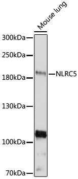 NLRC5 Polyclonal Antibody (E-AB-93164)