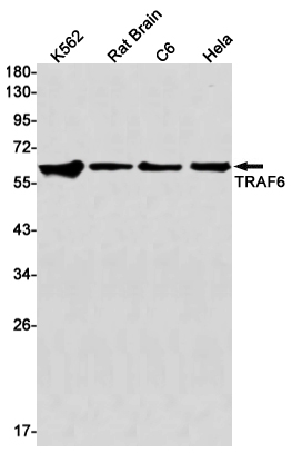 Recombinant TRAF6 Monoclonal Antibody (E-AB-81614)