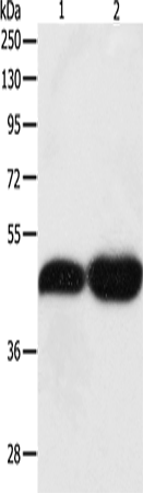 TEKT1 Polyclonal Antibody (E-AB-10646)