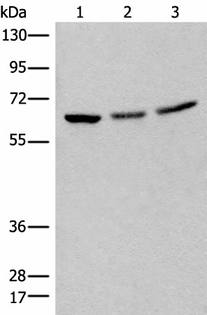 BRD9 Polyclonal Antibody (E-AB-18545)