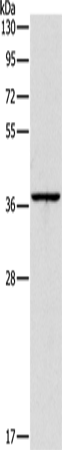 APOL2 Polyclonal Antibody (E-AB-12977)
