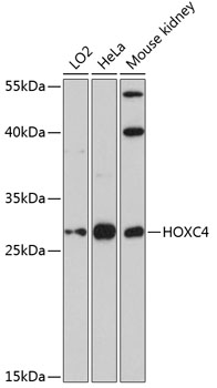 HOXC4 Polyclonal Antibody (E-AB-65606)