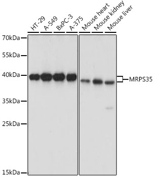 MRPS35 Polyclonal Antibody (E-AB-66610)