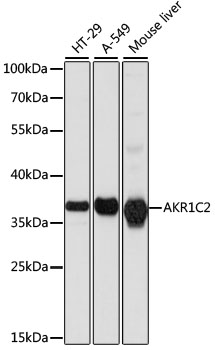 AKR1C2 Polyclonal Antibody (E-AB-65772)