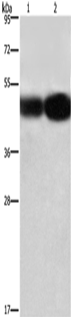 BSG Polyclonal Antibody (E-AB-14835)