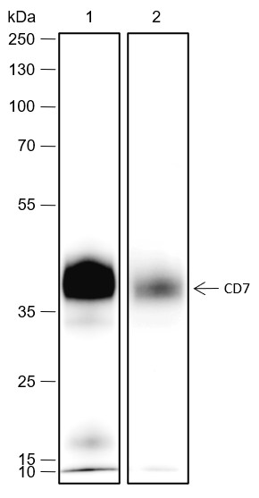 Recombinant CD7 Monoclonal Antibody (AN301760L)