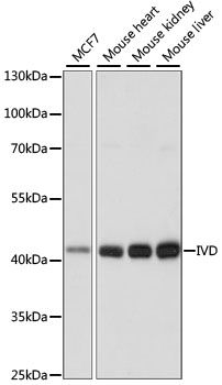 IVD Polyclonal Antibody (E-AB-65247)