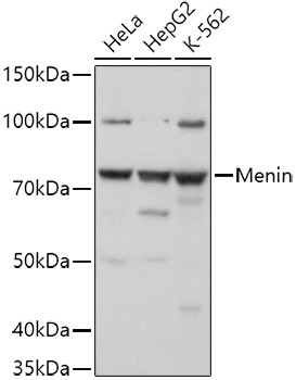 Menin Polyclonal Antibody (E-AB-91102)