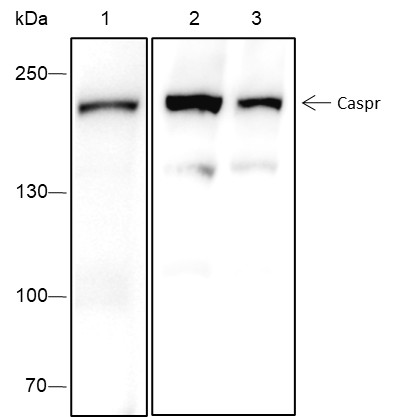 Recombinant Caspr Monoclonal Antibody (AN301737L)