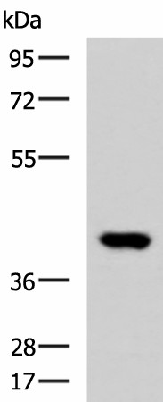FOXI1 Polyclonal Antibody (E-AB-19881)