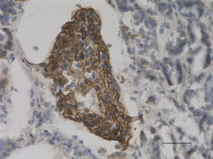 Anti-CD49C (Integrin α3) Antibody (Previously Covance catalog# MMS-490R) (921601)