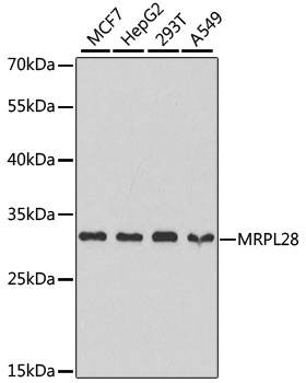 MRPL28 Polyclonal Antibody (E-AB-61172)