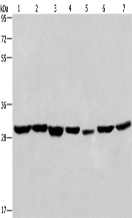 PHB Polyclonal Antibody (E-AB-10541)