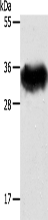 STX1A Polyclonal Antibody (E-AB-16084)