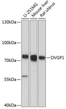 OVGP1 Polyclonal Antibody (E-AB-64425)
