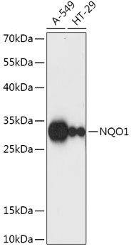 NQO1 Polyclonal Antibody (E-AB-60323)