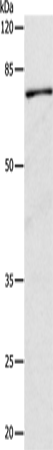 CAPN1 Polyclonal Antibody (E-AB-10192)