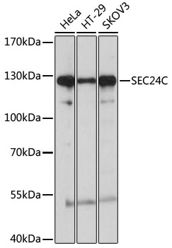 SEC24C Polyclonal Antibody (E-AB-90247)