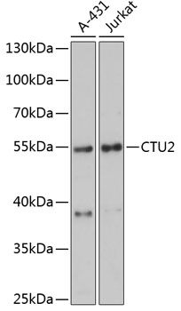 CTU2 Polyclonal Antibody (E-AB-65991)