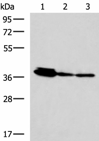 EEF1D Polyclonal Antibody (E-AB-52999)