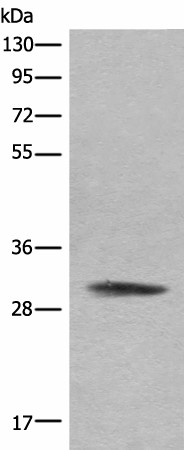 COMT Polyclonal Antibody (E-AB-18624)