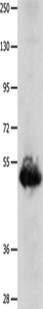 BPIFB3 Polyclonal Antibody (E-AB-15757)
