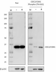 Purified anti-CDC2/CDK1 Phospho (Thr161) Antibody (649151)