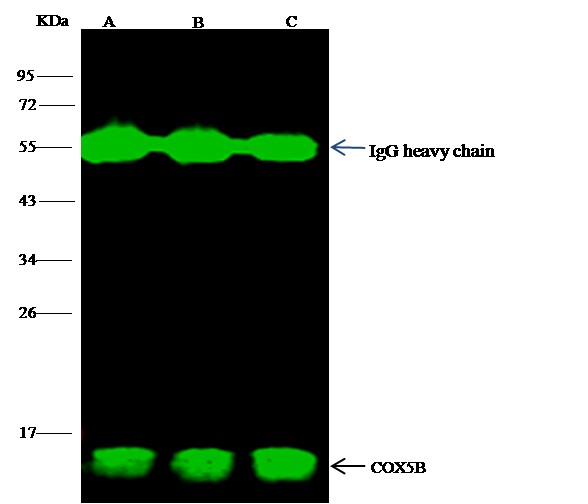 Recombinant COX5B Monoclonal Antibody (AN300094P)