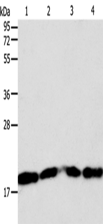 DIABLO Polyclonal Antibody (E-AB-10598)