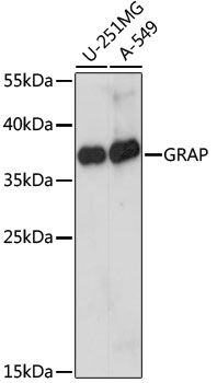 GRAP Polyclonal Antibody (E-AB-65297)