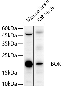 BOK Polyclonal Antibody (E-AB-91507)