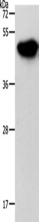 NDRG3 Polyclonal Antibody (E-AB-12796)