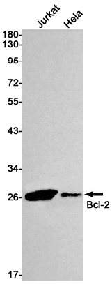 Recombinant Bcl2 Monoclonal Antibody (E-AB-81425)
