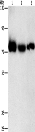 AMPD1 Polyclonal Antibody (E-AB-12967)