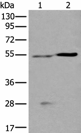 DDC Polyclonal Antibody (E-AB-19409)