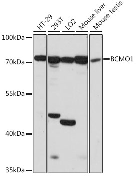 BCMO1 Polyclonal Antibody (E-AB-91311)