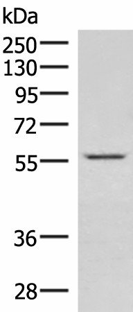 IPPK Polyclonal Antibody (E-AB-52038)