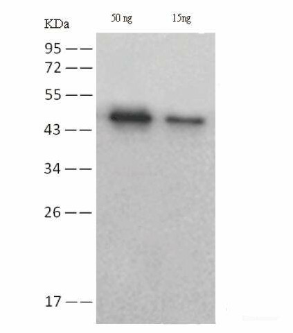 SARS-COV-2 NP Monoclonal Antibody(2019-nCoV) (E-AB-V1013)