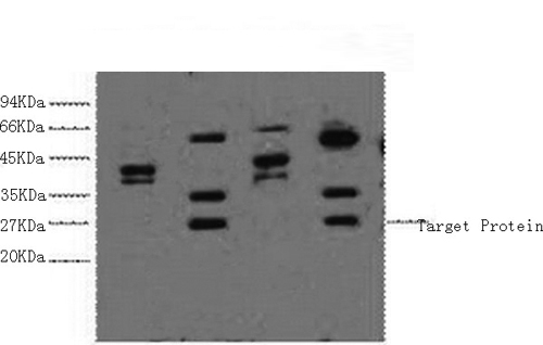 ERCC1 Monoclonal Antibody (E-AB-22036)